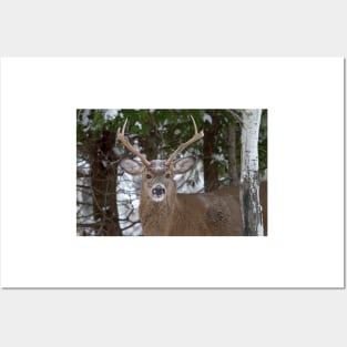 Good morning buck - White-tailed Buck, Ottawa Posters and Art